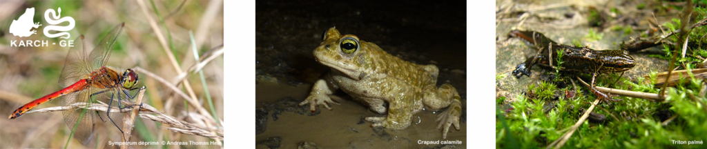 Biodiversité dans les plans d'eau temporaires