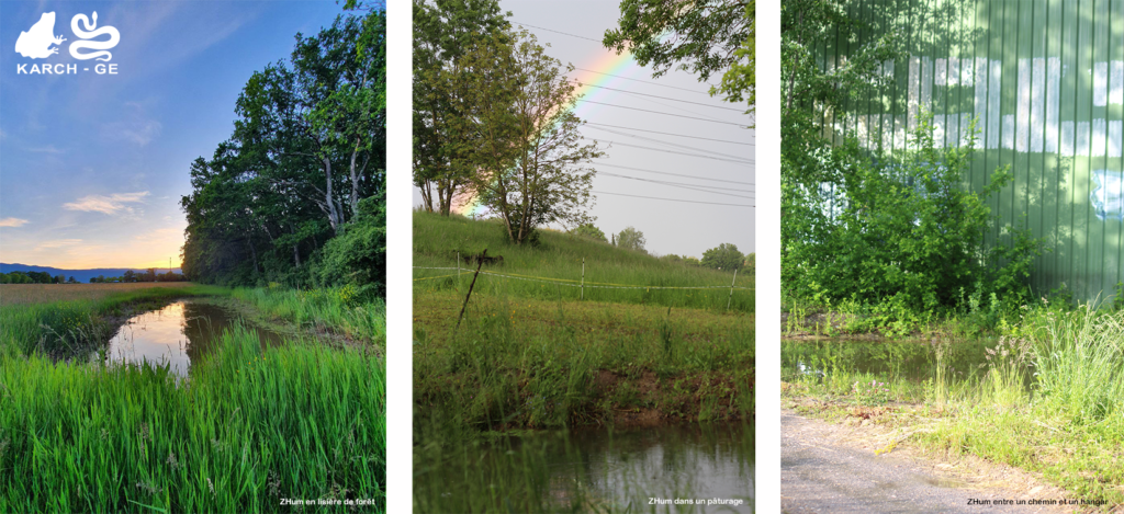 Exemples de zones humides à Genève